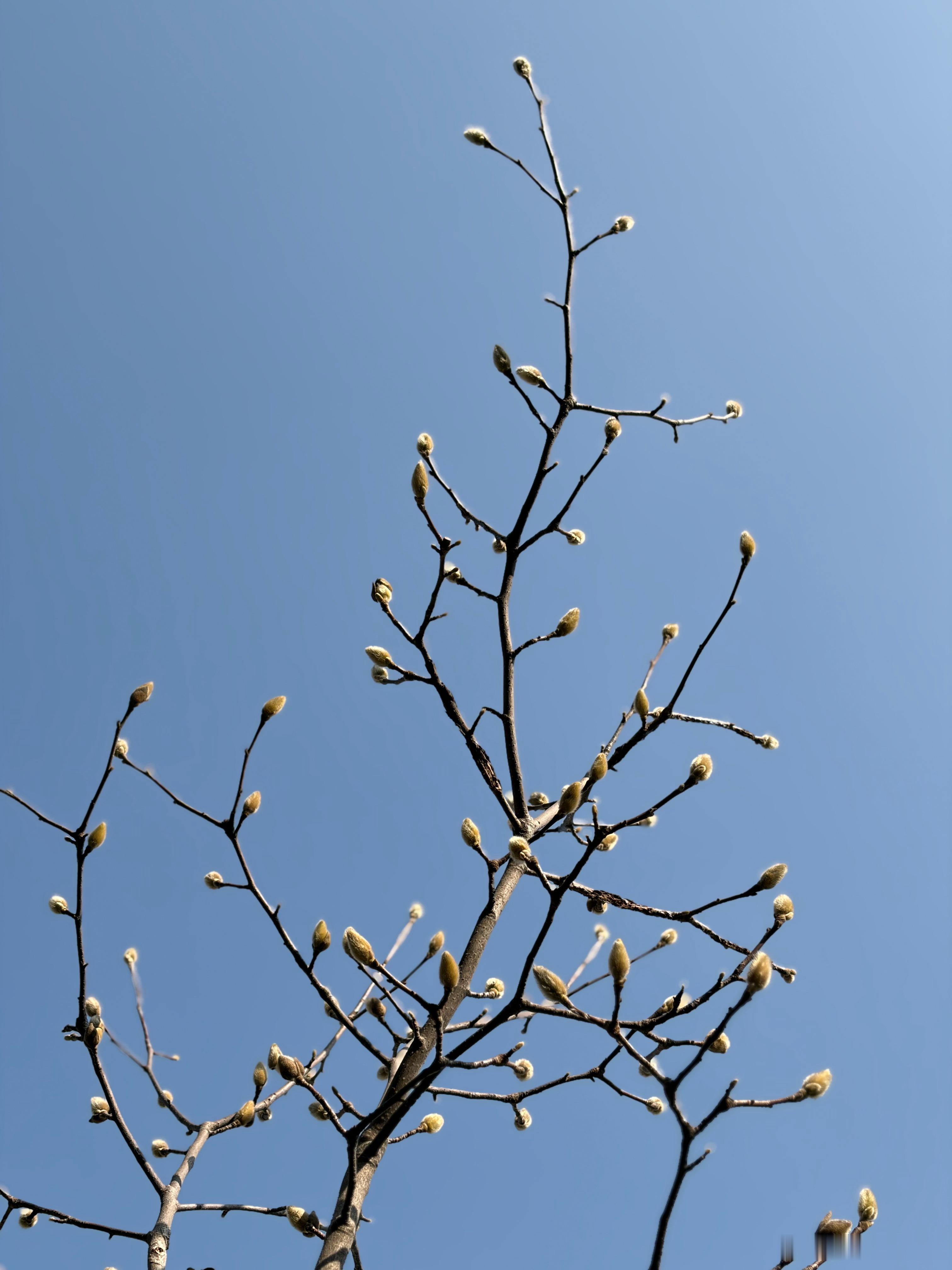 今天在逛公园气温已经干到接近二十度了 爬了个小山包一身的汗 