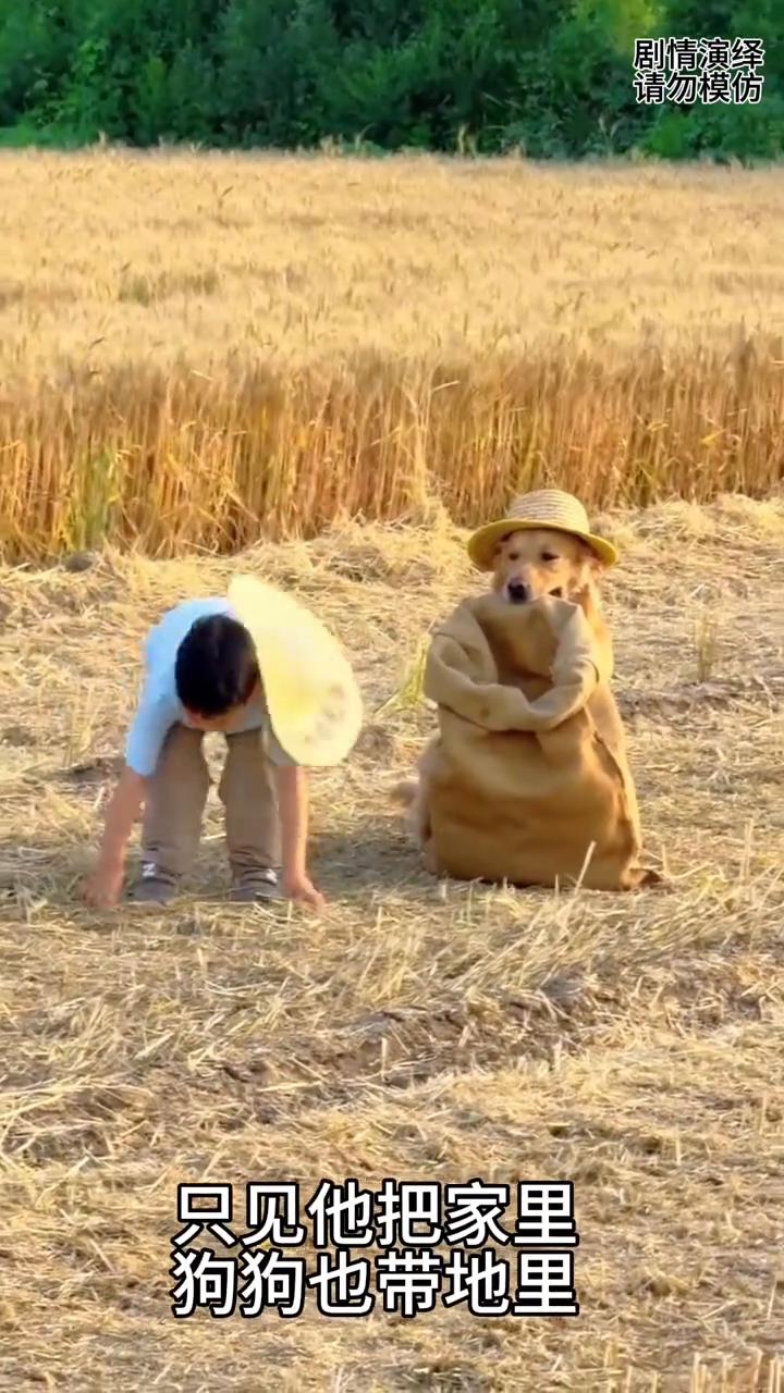 男孩来地里带着狗狗帮忙撑袋子，这一幕真的太搞笑了。
男孩来地里捡麦子，只见他把家