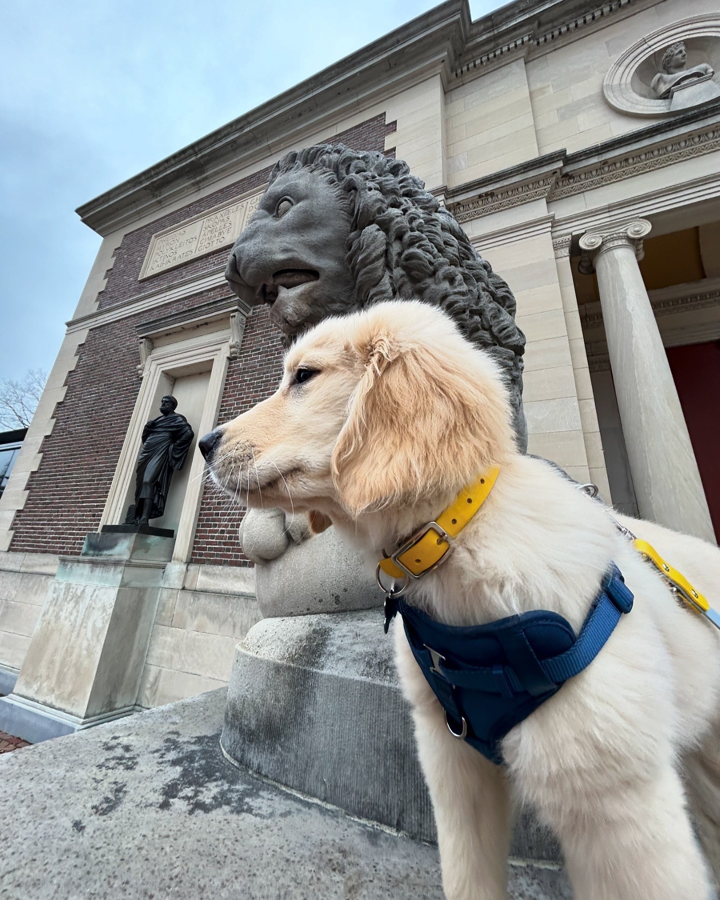 正在cos石狮子的小金毛 