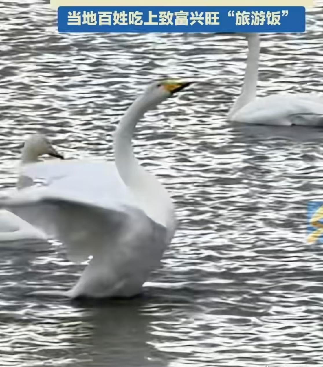 网上的惊艳不及现场一瞥，威海的生态之美，藏在天鹅悠游的姿态里，也藏在乡村兴旺的烟