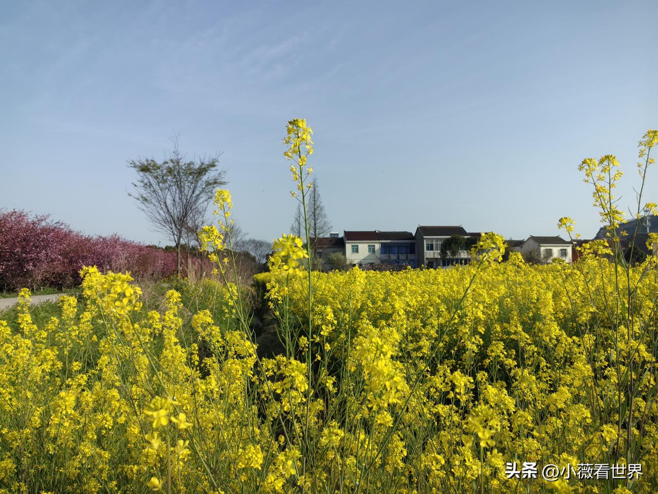 真想不通，一想有钱的二姨，居然是这么个人。

昨天是外婆家扫墓，舅舅早就打电话通