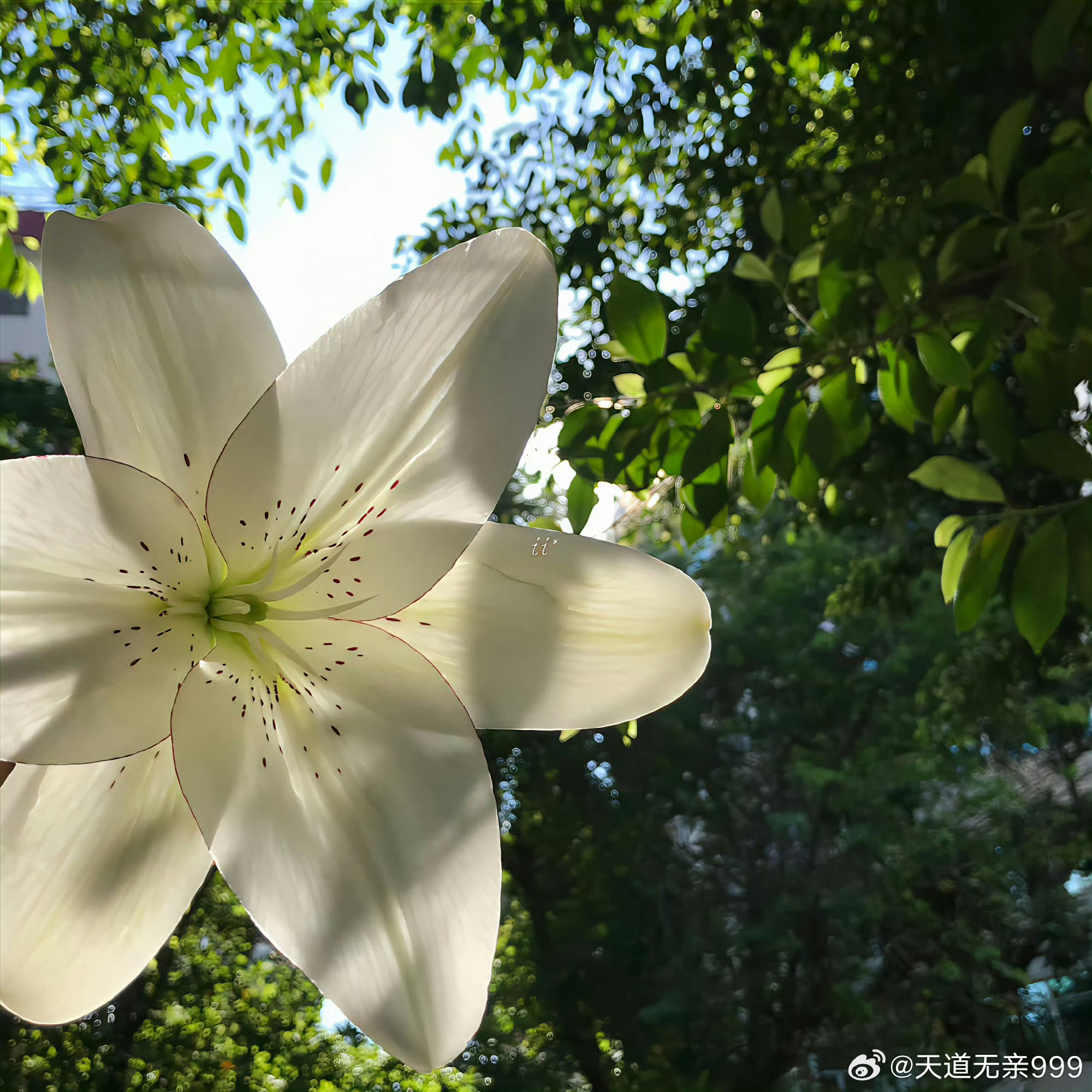 道家修行最核心的八个字:顺则生人，逆则成仙。吕祖专门写过一句诗:顺则凡，逆则仙，
