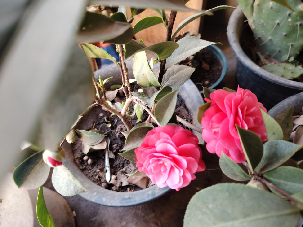 记录我的2026 粉嫩花朵绽放，绿意盎然生机盎然