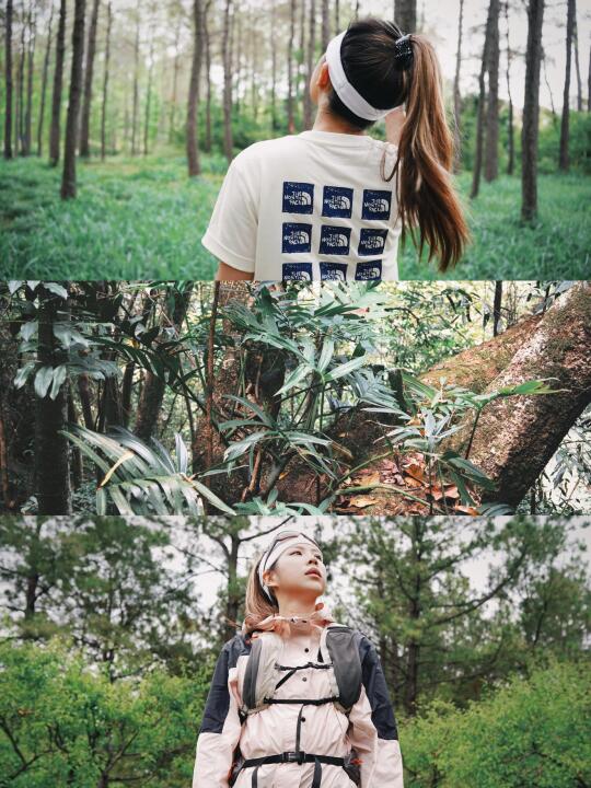 🌲森林教我的事：柔软者统治大地🌿