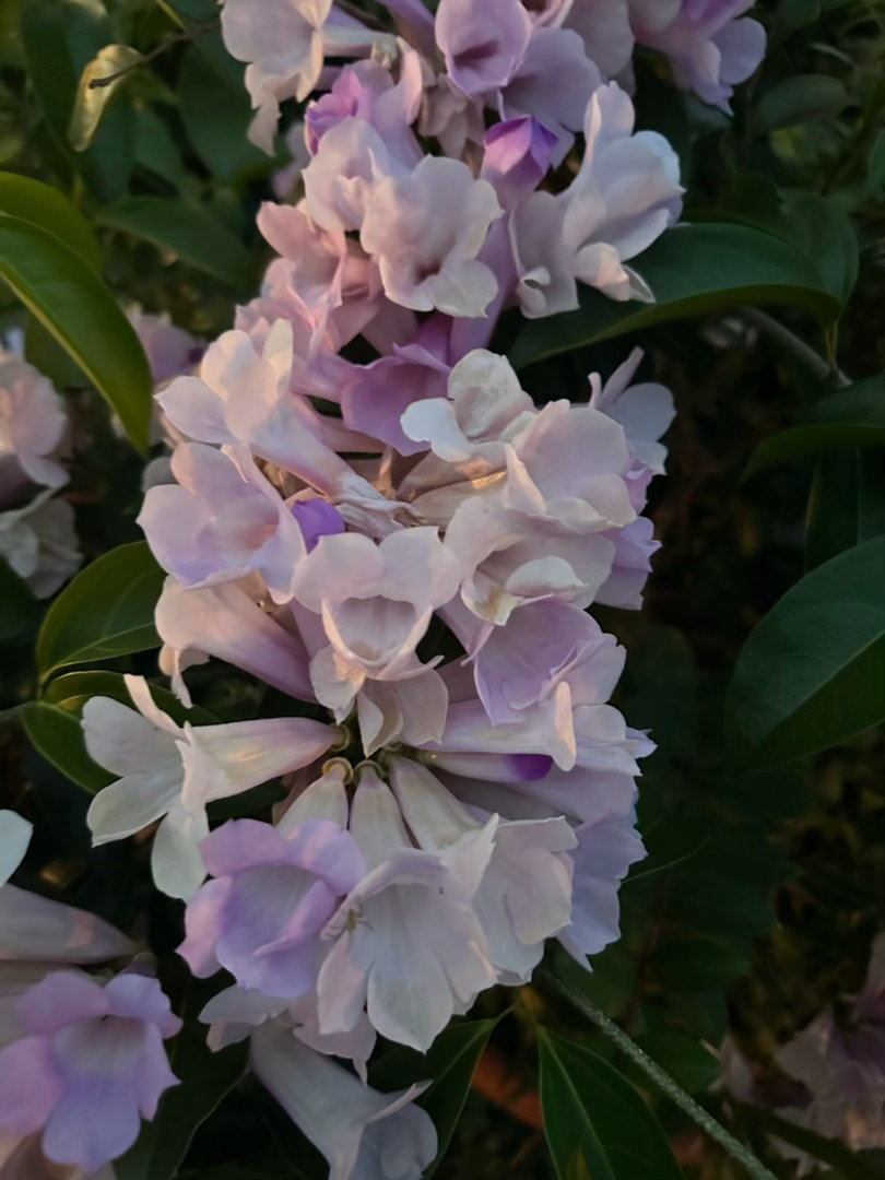 今天遛狗时看到的花，应该是紫色的，很美，不知是什么花？ 