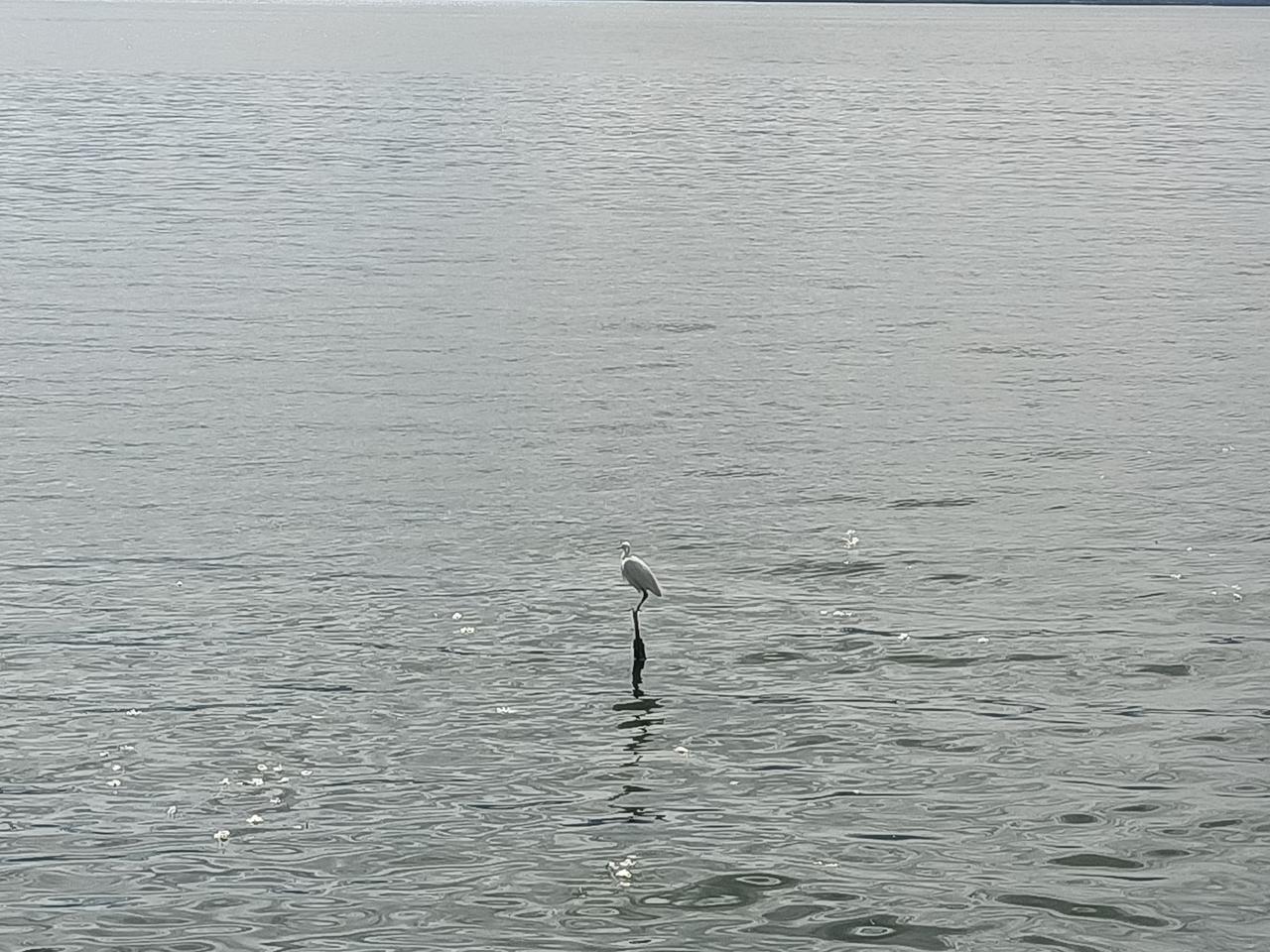 每日洱海
洱海拍照打卡