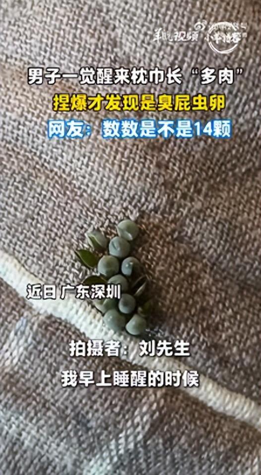 广东深圳的刘先生一觉醒来发现枕巾长“多肉”，捏爆了才知道是虫卵。刘先生说，“问了