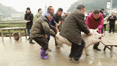 这才是最暖开年年味：重庆女生求助按猪意外引发数千网友奔赴，5头猪摆300桌刨猪汤