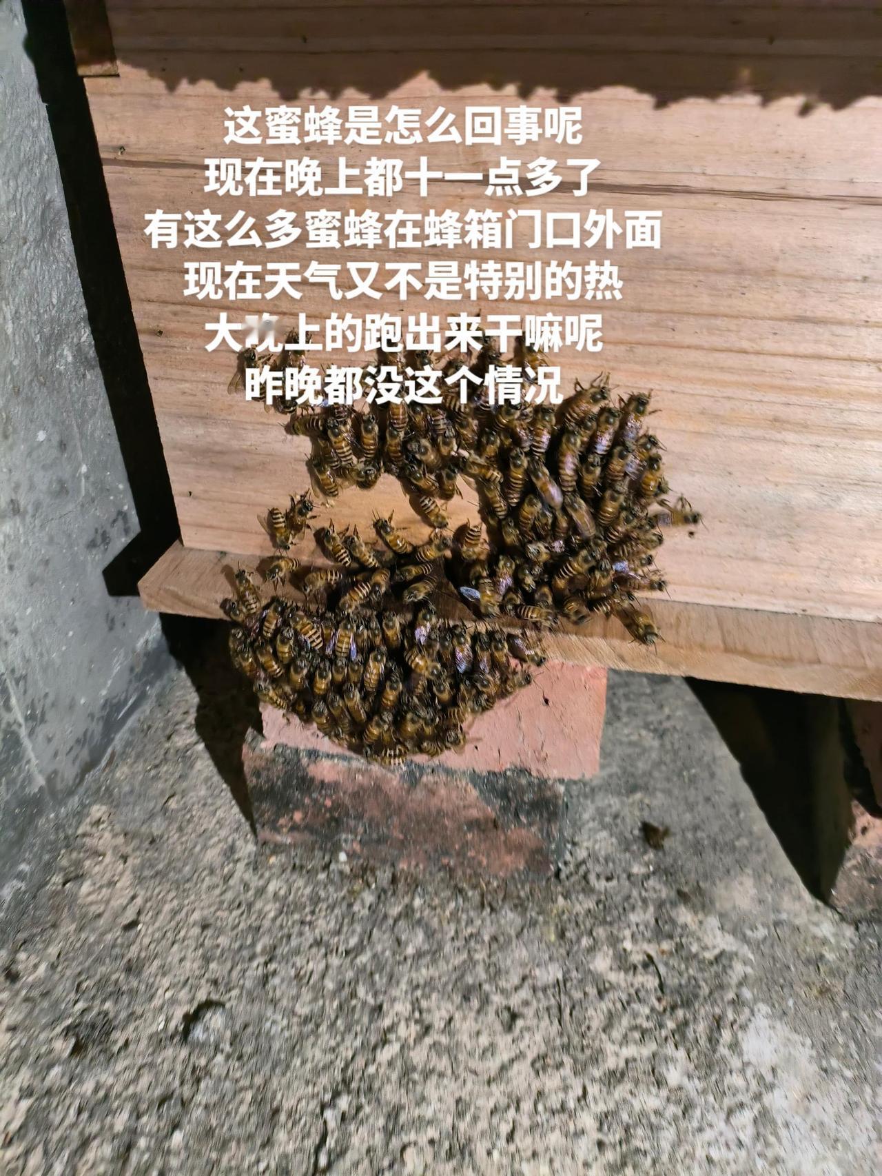 这蜜蜂是怎么回事呢
现在晚上都十一点多了
有这么多蜜蜂在蜂箱门口外面
现在天气又