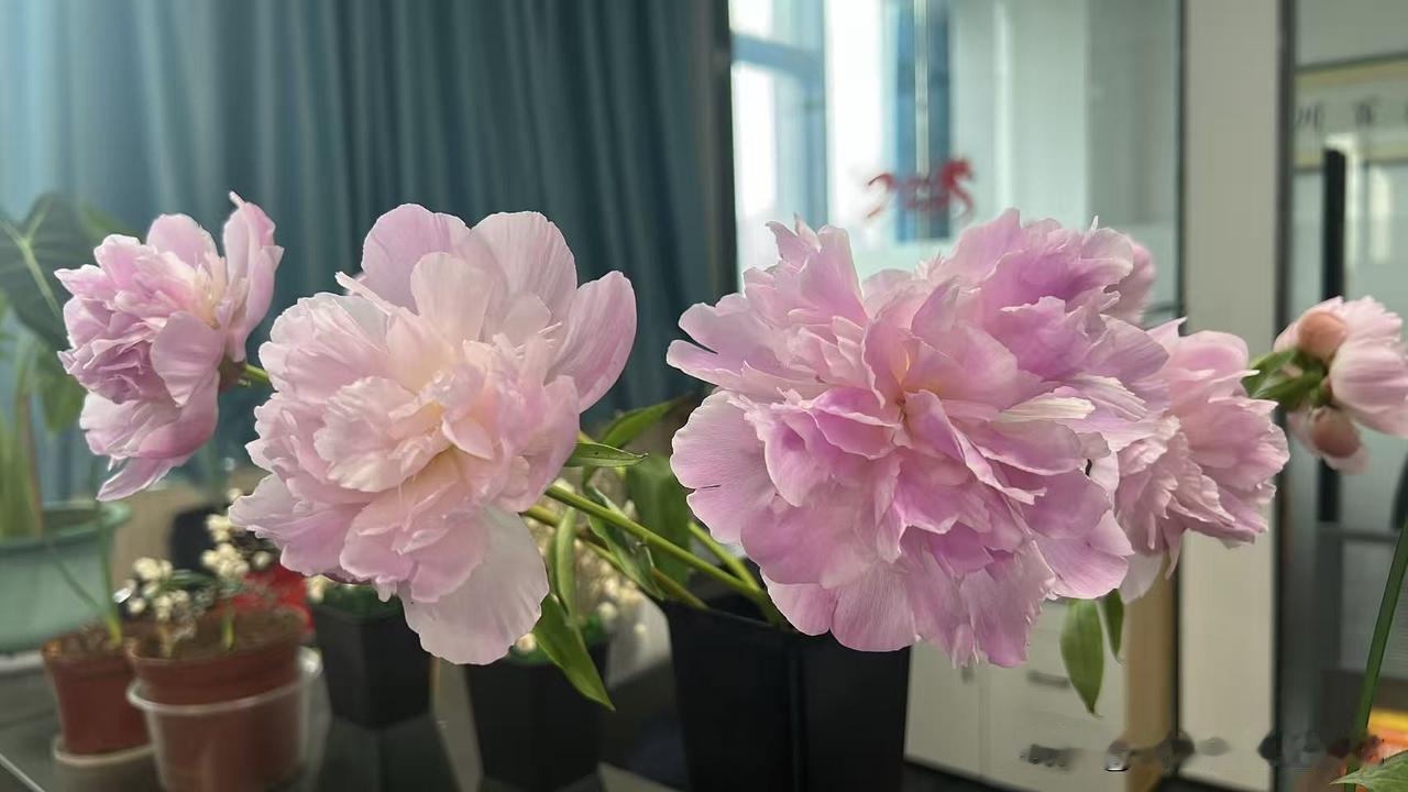 我这是怎么啦？连我自己都觉得看不起自己啦。
今天我把一件穿了很多年的衣服淘汰掉了
