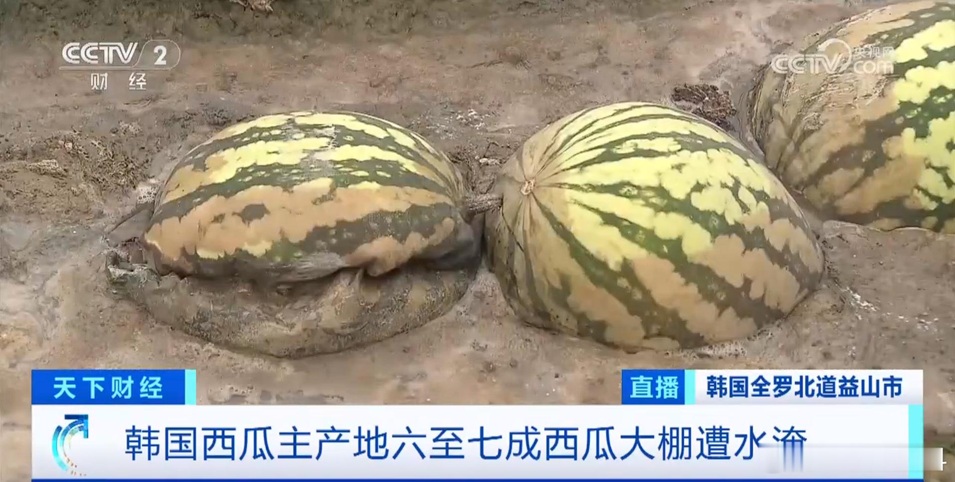 #韩国瓜农说今年的西瓜白种了# 本来就不多，这下更没得吃了，200元人民币一个西