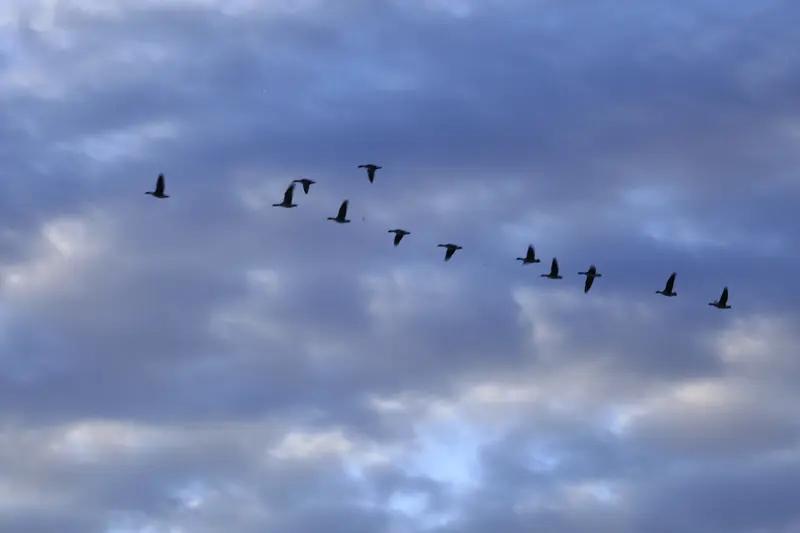上联：秋霜落尽雁无影，安子邀对春露浮水鸭有踪。