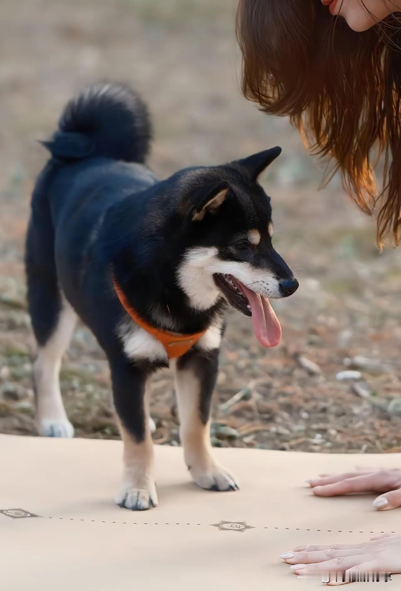 你瞅啥？？？猜猜它像什么 呢这是 对谁说的呢 那两只狗 猜猜我是啥 爹你干啥 呢