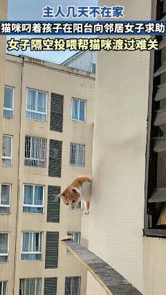 重庆，一主人几天不在家，猫咪叼着孩子在阳台向邻居女子求助，然后女子隔空投喂猫咪，