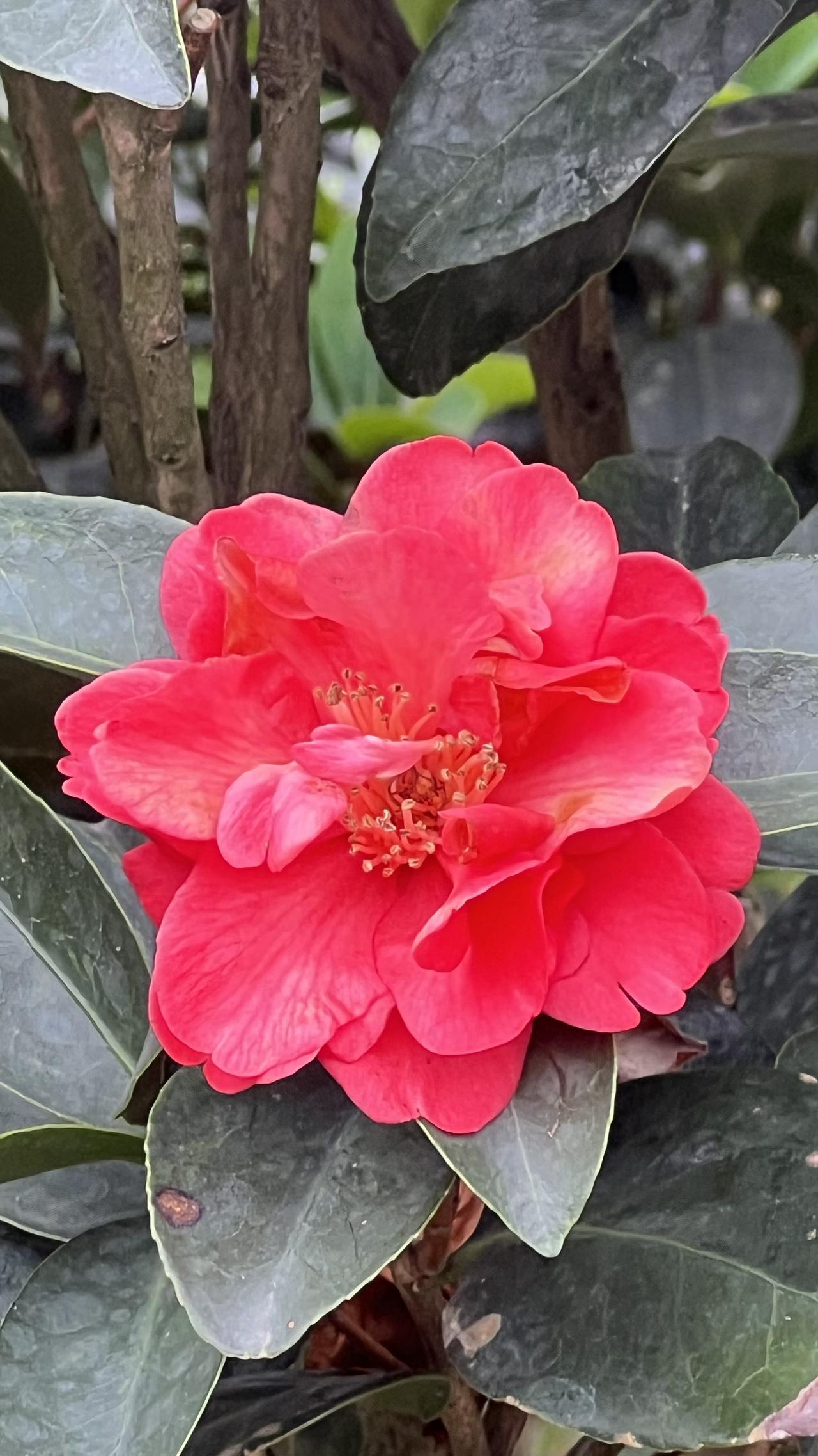 【原创】惊艳的红色花朵，靓丽夺目，绽放在绿叶之间，美不胜收！🌸💕
