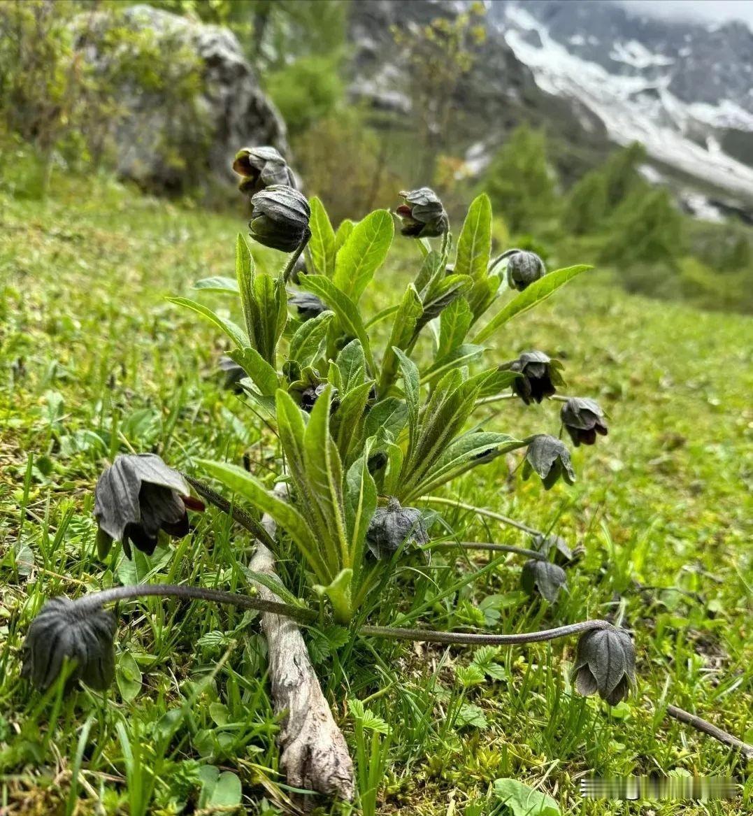 最近和朋友们去旅行，快结束时在山脚下一株奇特的植物吸引了我的目光。
它的花朵颜色