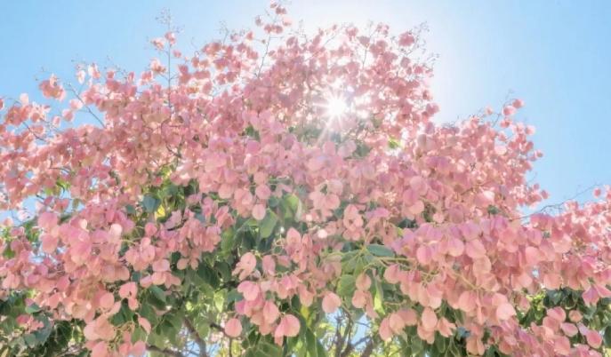 停车可得长点心了！最近好多人把车停在栾树下，结果新车都遭了殃。有网友晒出刚提的新