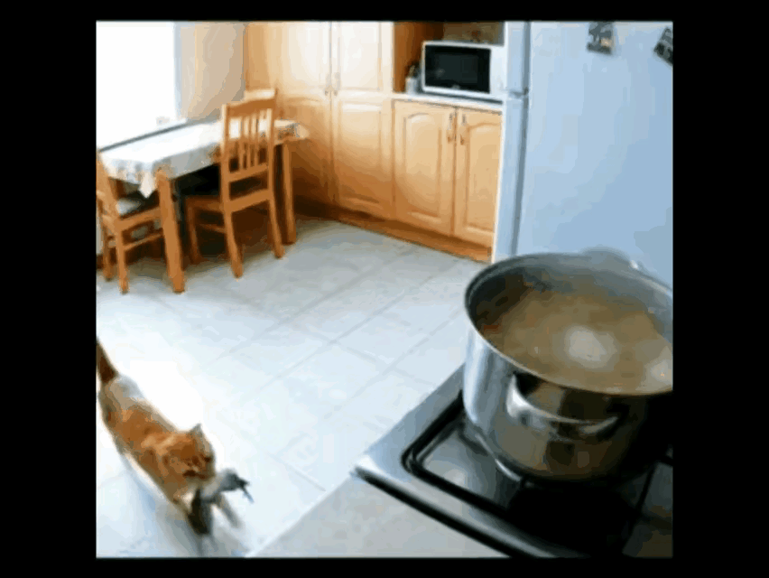 改善伙食全靠猫咪了～