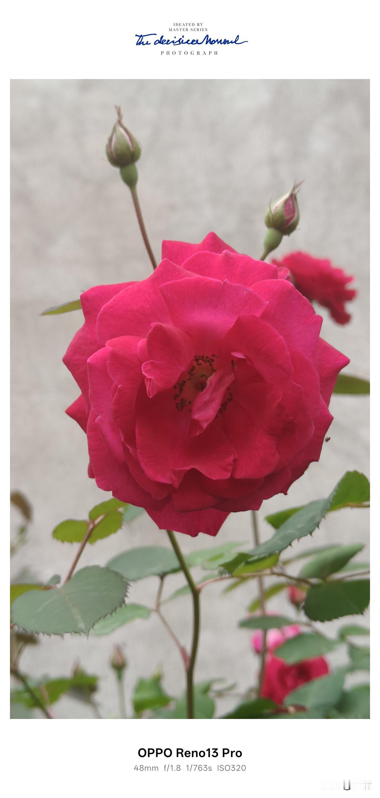 晒晒随手一拍美丽的花朵院子里的玫瑰花开了？有红玫瑰和黄玫瑰两种，哪一种更漂亮？