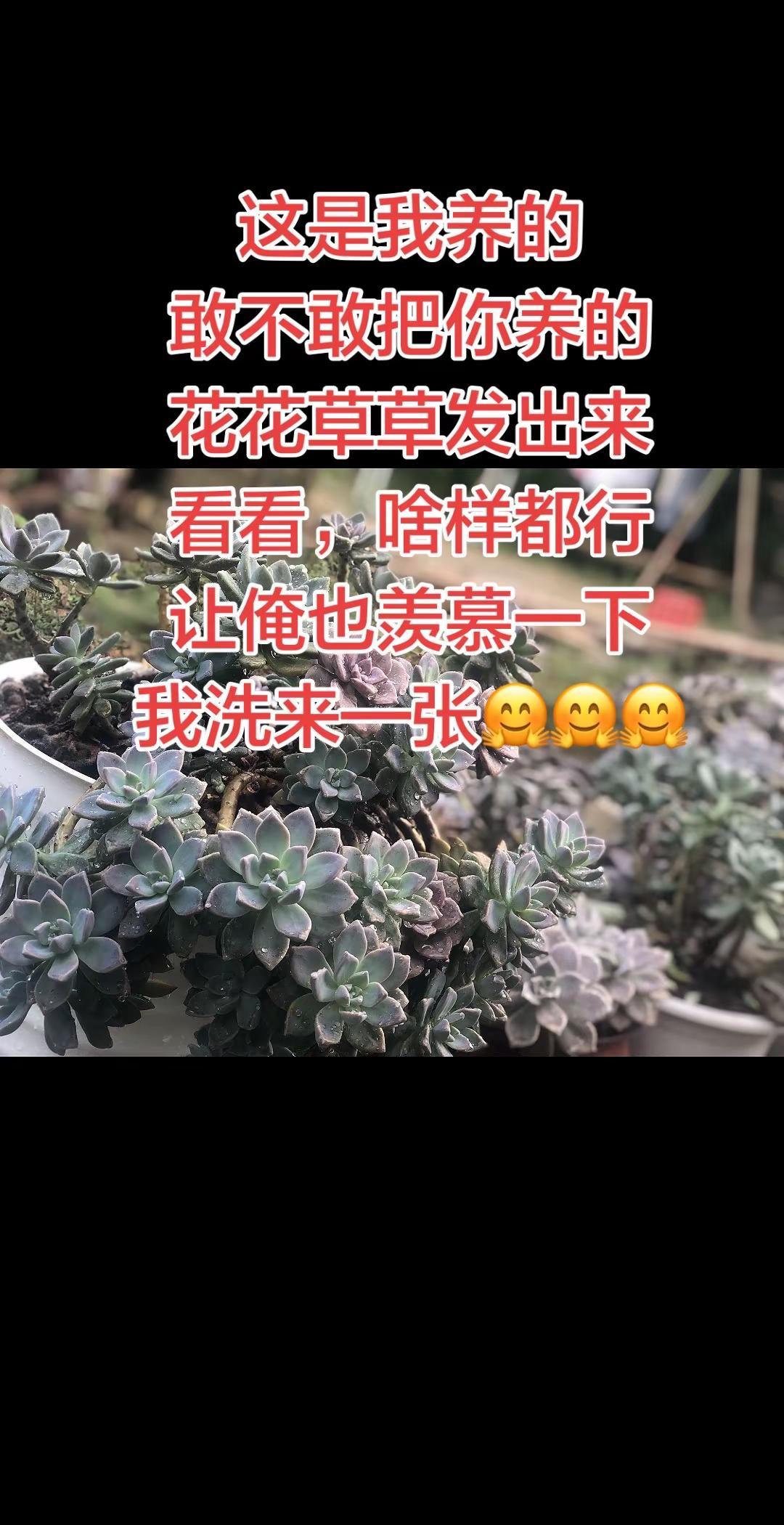 这是我养的敢不敢把你养的花花草草发出来看看，啥样都行让俺也羡慕一下我洗来—张🤗