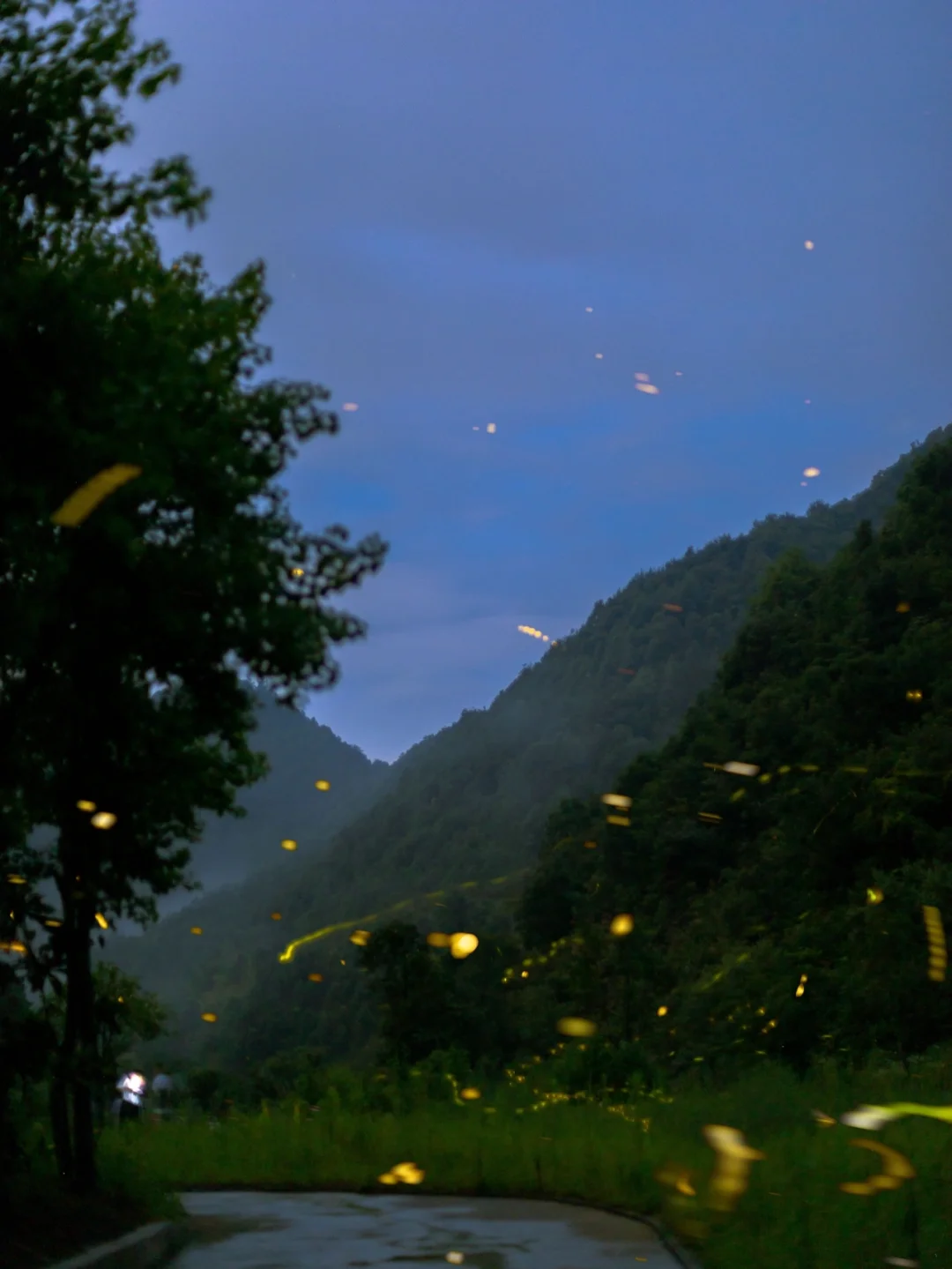 千岛湖这个公园，夜晚满山全是萤火虫