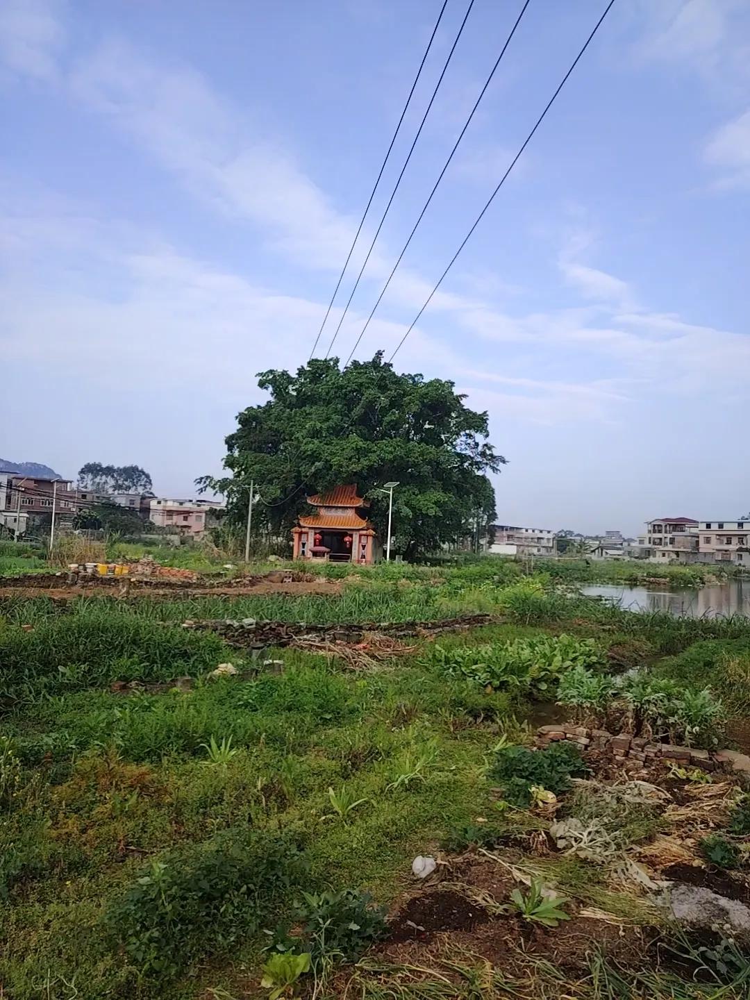 贵港的壮族也是三月三才拜山吗？看到有网友说壮族清明不拜山，三月三才拜，广西是不是