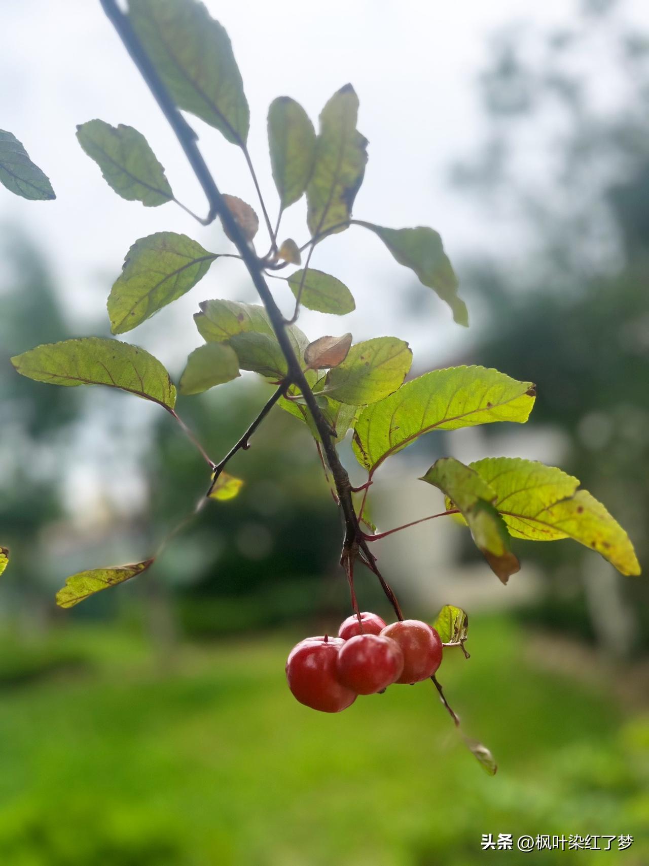 非常现实的一段话：“如果你想日子少些绊子，就记住一条铁律。既不要在人前炫耀你的风
