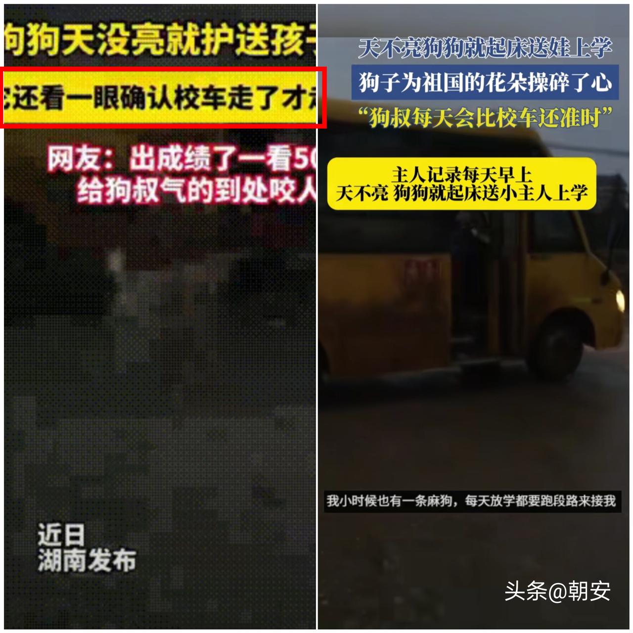 太有灵性了！

湖南这只小狗直接把全网暖到心坎里，天不亮就陪小主人等校车，看着娃