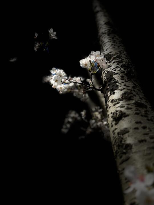 又是一年樱花季🌸