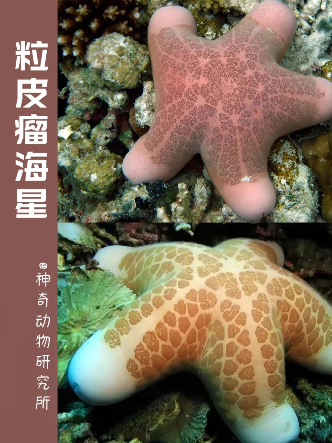 每天了解一种趣味动物👀粒皮瘤海星