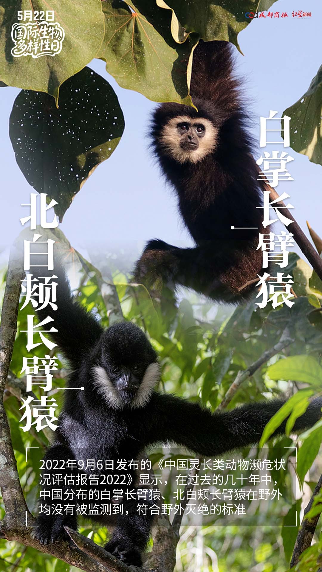 【#今天一起守护人类的朋友#】别让生物多样性消失，别让人类变得孤独，#珍爱每一抹