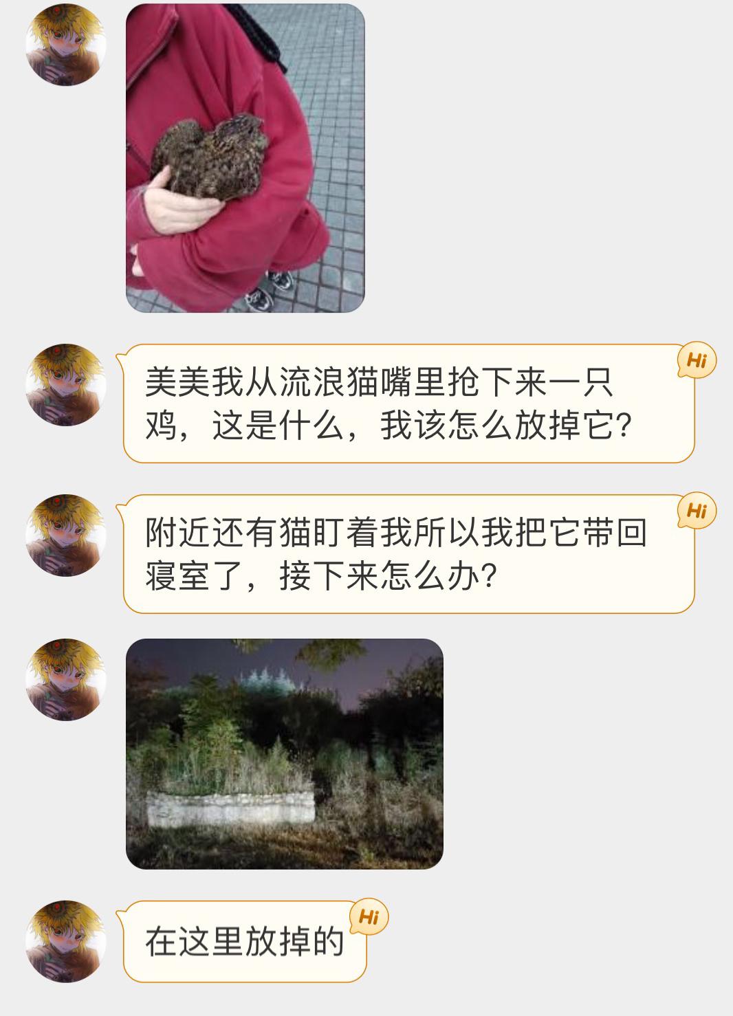 #野生动物与流浪猫# 流浪猫嘴里救下的【红腹角雉】（二级保护鸟类好在比较及时没什