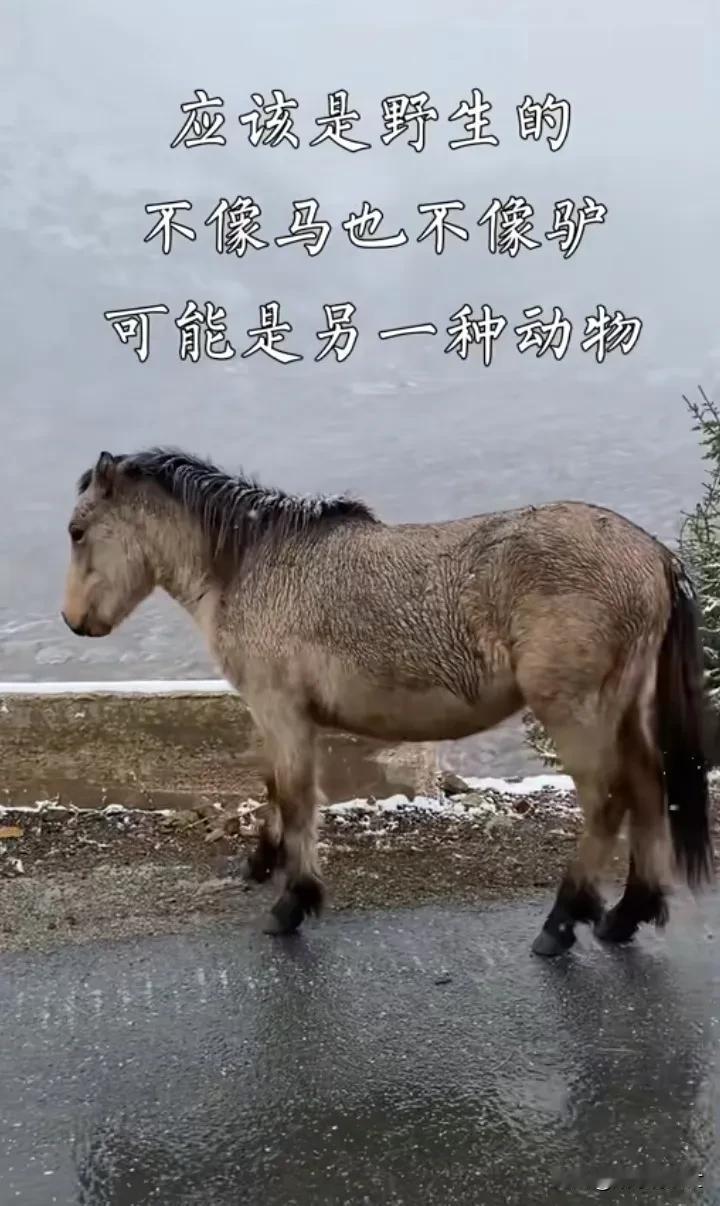 不像马也不像馿，四不像