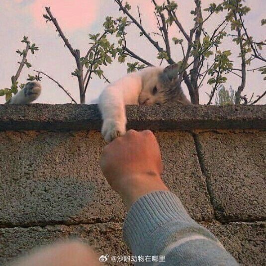 “Come on my boy！” ​​​
