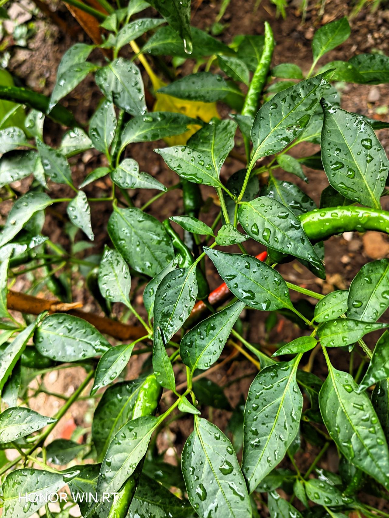 今年种的辣椒🌶️又要丰收。今天看见它红了一个，很开心。
