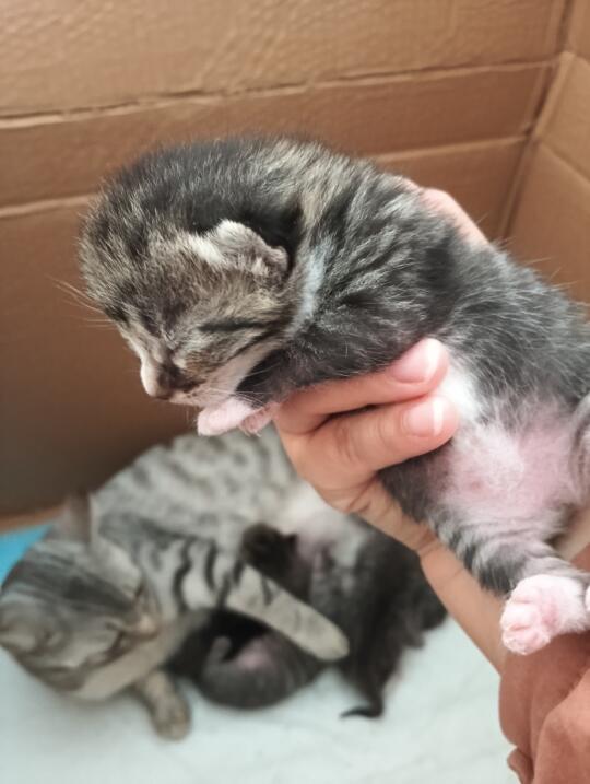 猜猜它几天了