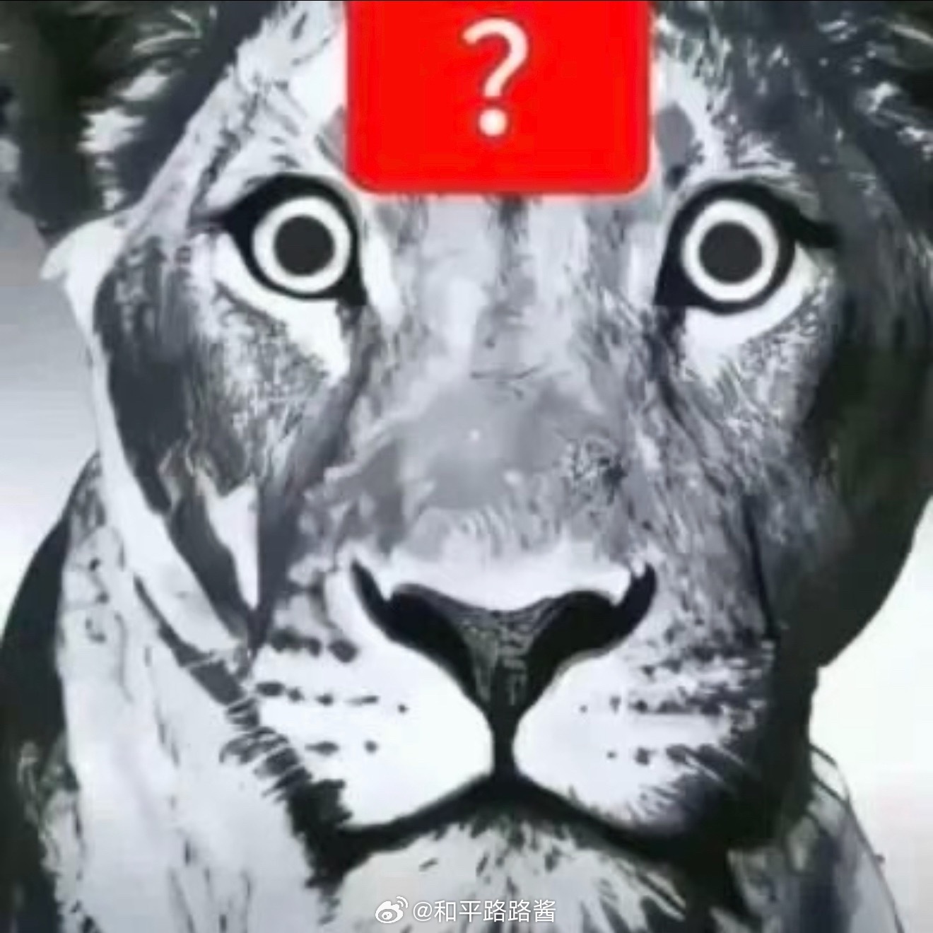 栩你渝生粉丝和橹穆粉丝的道歉信这是何意味神了 我真的大为震撼 