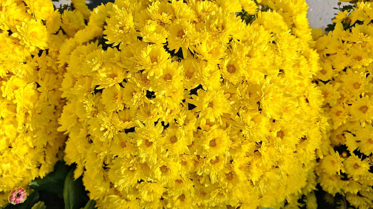 金菊盛开满庭芳，春光满溢入诗行。