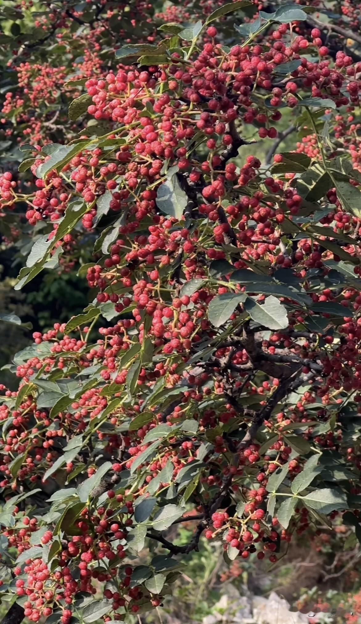 大家期待的已久的新花椒终于来了
      今天给大家抽10份250克花椒，大家