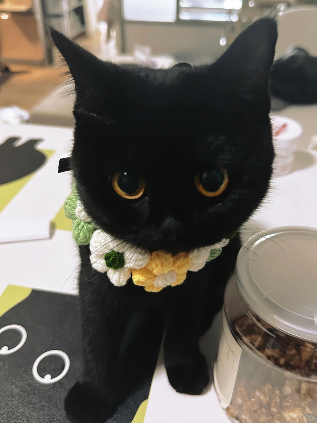 当你今天回家没有第一时间摸摸小猫