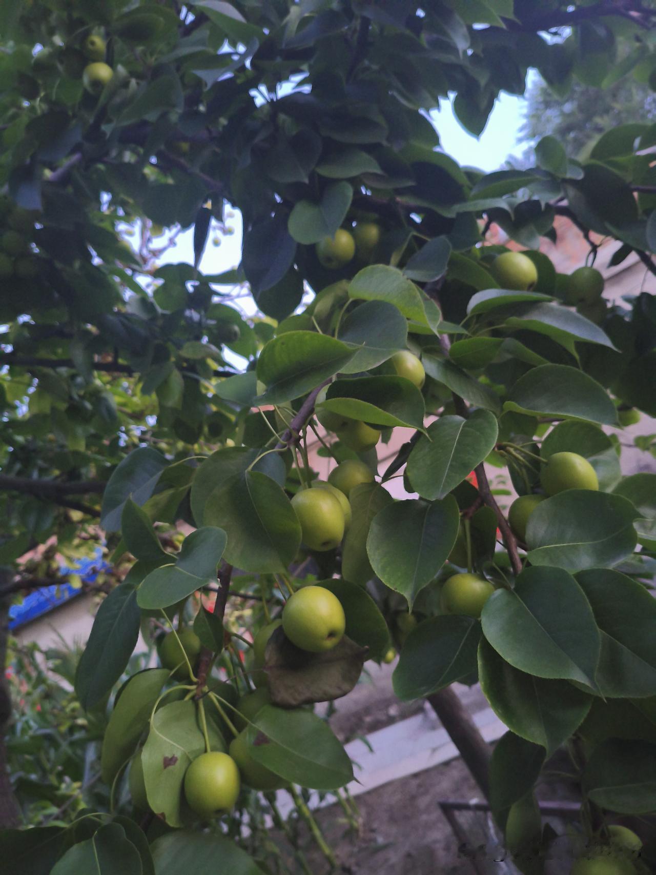 宋词里让人伤心落泪的句子太多了。“十年生死两茫茫，不思量，自难忘”，苏轼这一句，