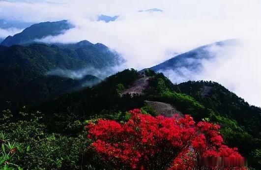 【温州·泰顺乌岩岭】乌岩岭在浙闽交界处，山高林密，人烟稀少，交通闭塞，几乎与外界