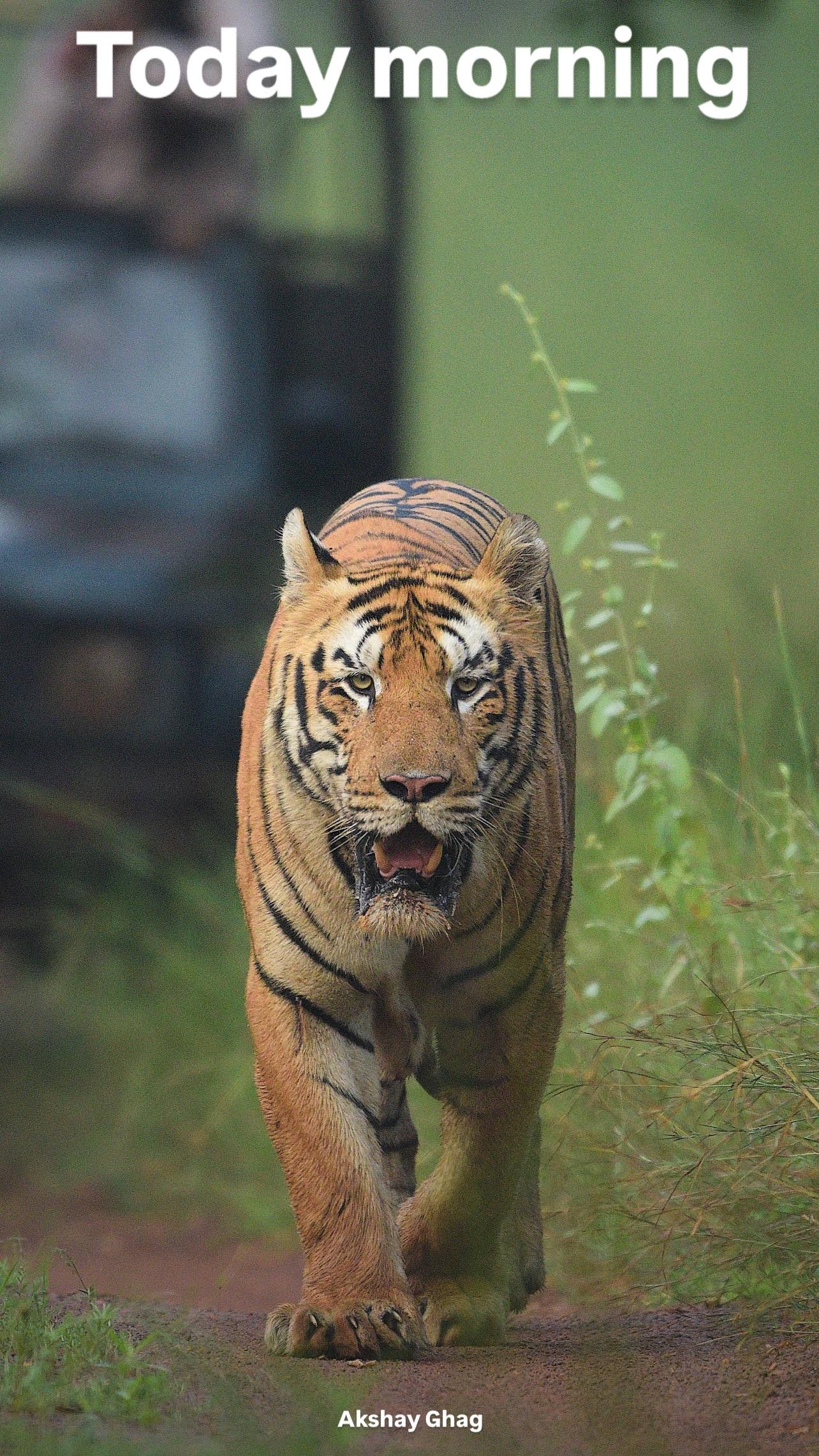 【塔多巴】拍摄于2025年10月10日，爆发冲突，今天上午目击年轻雄虎...