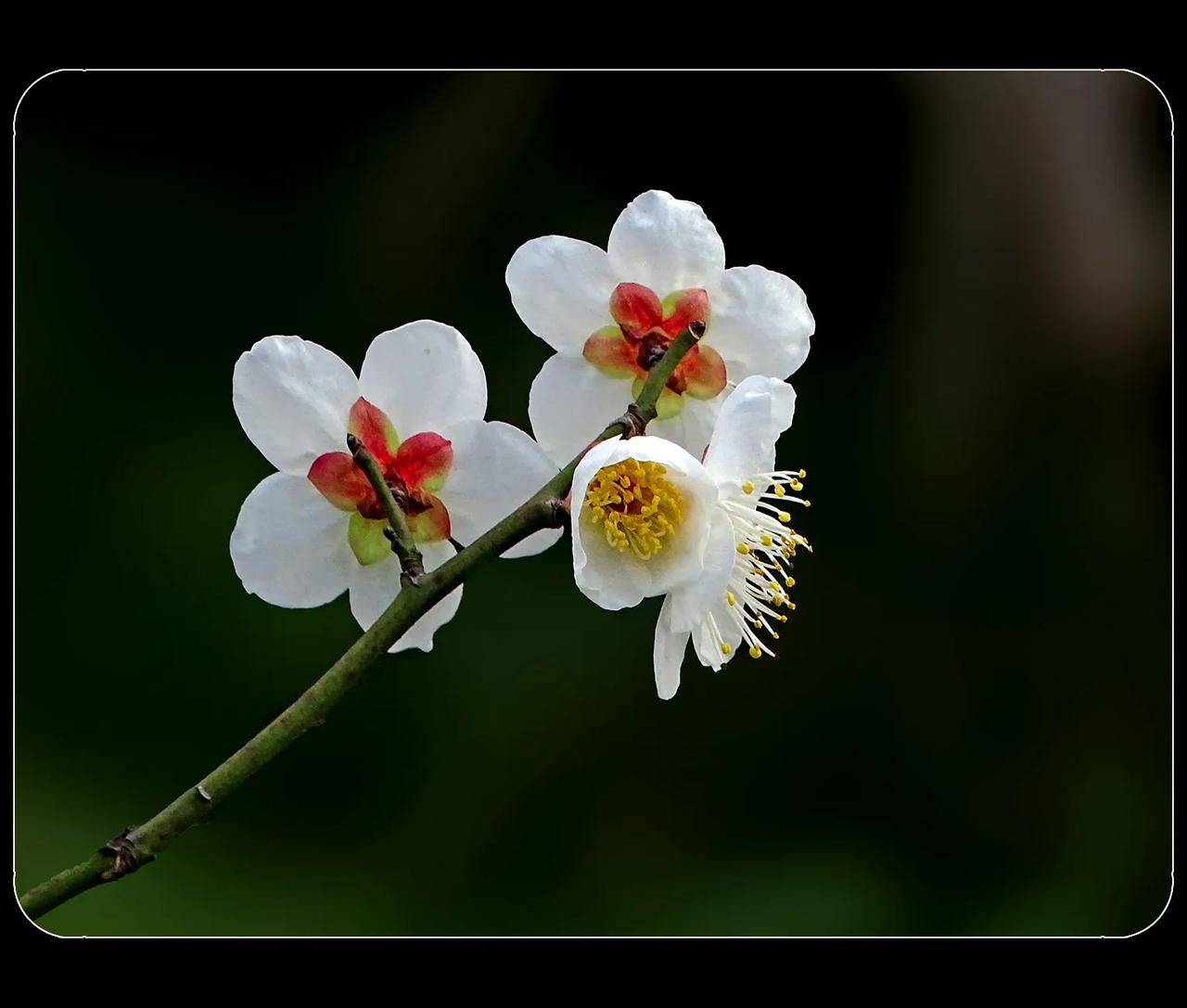 《洁白的五瓣梅花》
洁白的五瓣梅花也挺迷人的，宛如精心雕琢的美玉。五瓣寓意着快乐