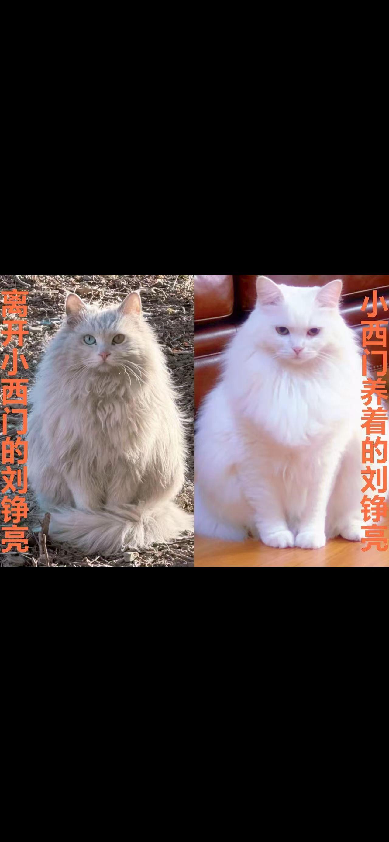 牌子猫刘铮亮这两天在流浪
