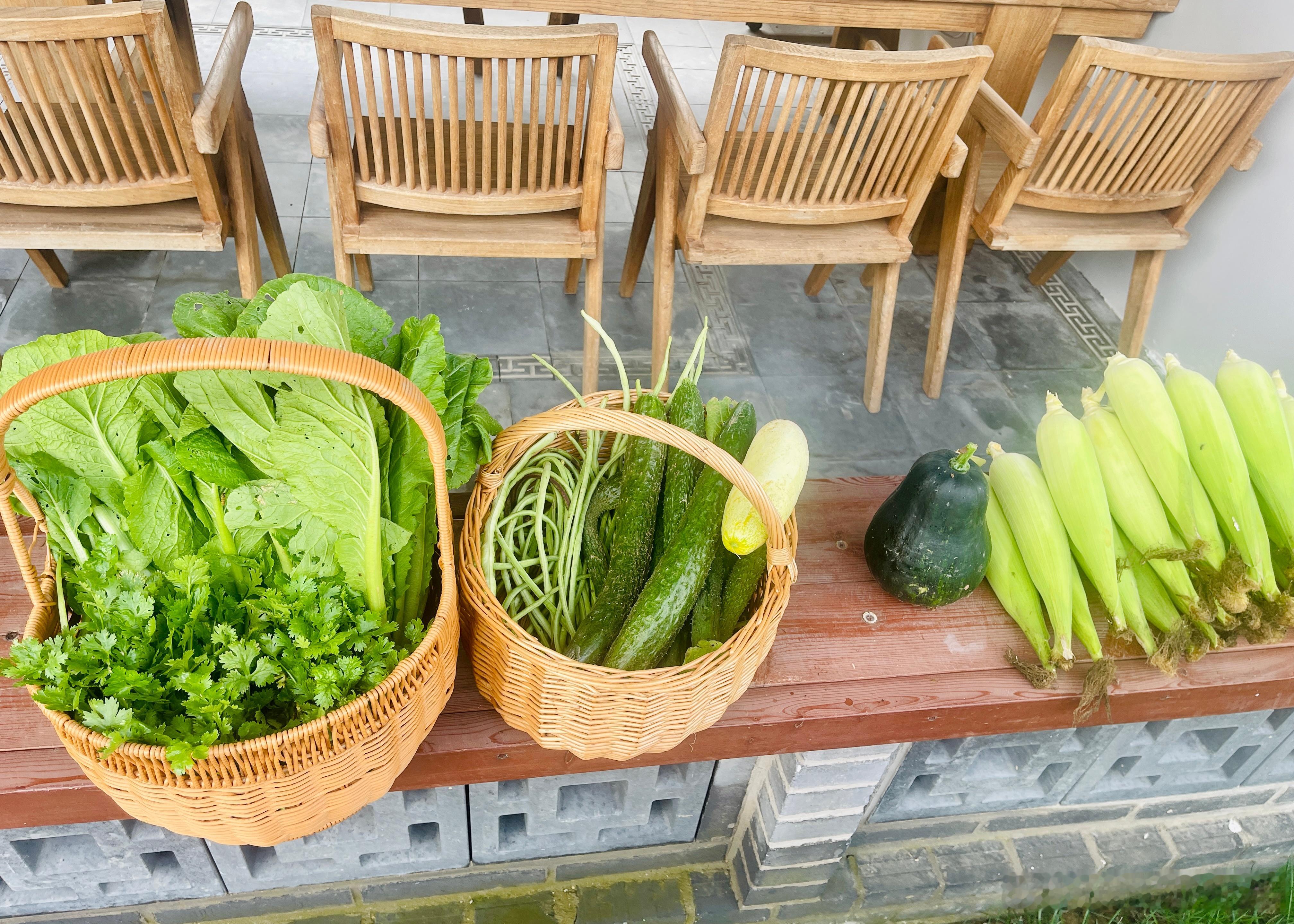 今天摘的鸡毛菜、黄瓜、南瓜、香菜、豆角