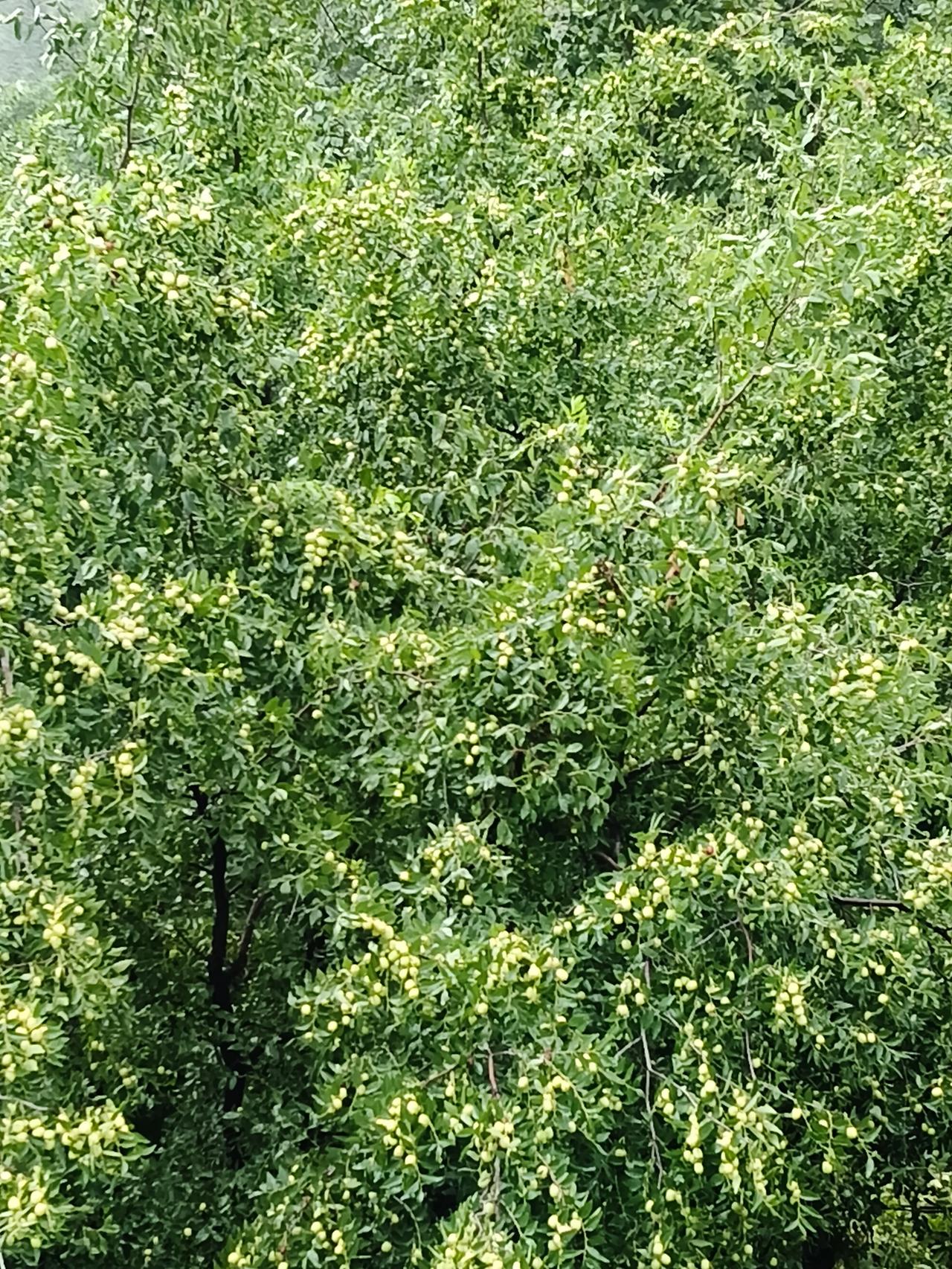 我只记得烟雨江南这句话，想到兰州，如今跟江南没有任何区别了。

降雨量多了以后南