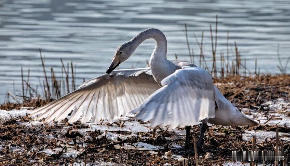 西固三江口天鹅湖---冬日里的生态诗行
黄河、湟水河、大通河在此相拥，西固三江口