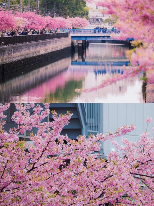 東京有屬於自己的河津櫻長堤