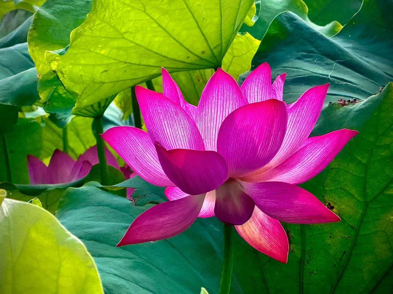 我的今日状态：😁轻松愉快
我这里的天气：☀️晴天
    炎炎的夏日
    